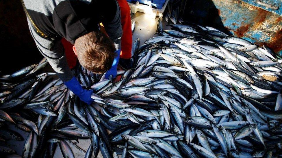 Mackerel on a trawler with a fisherman.