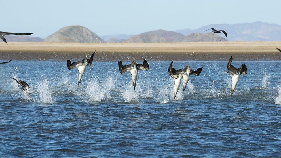 seabirds feeding