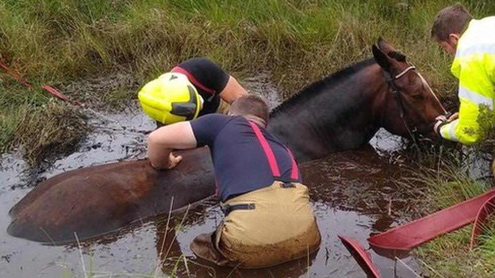 Horse rescued by firefighters