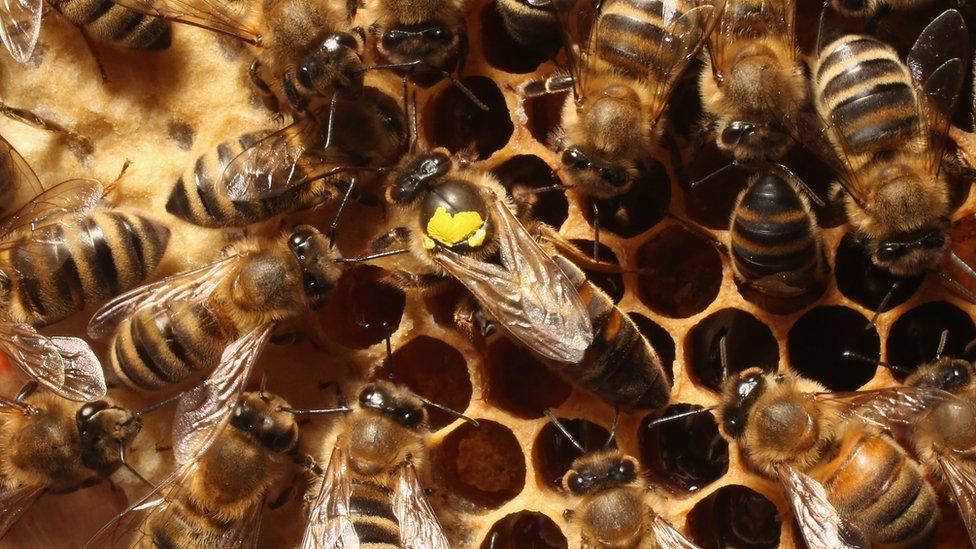 Honey bees in a hive