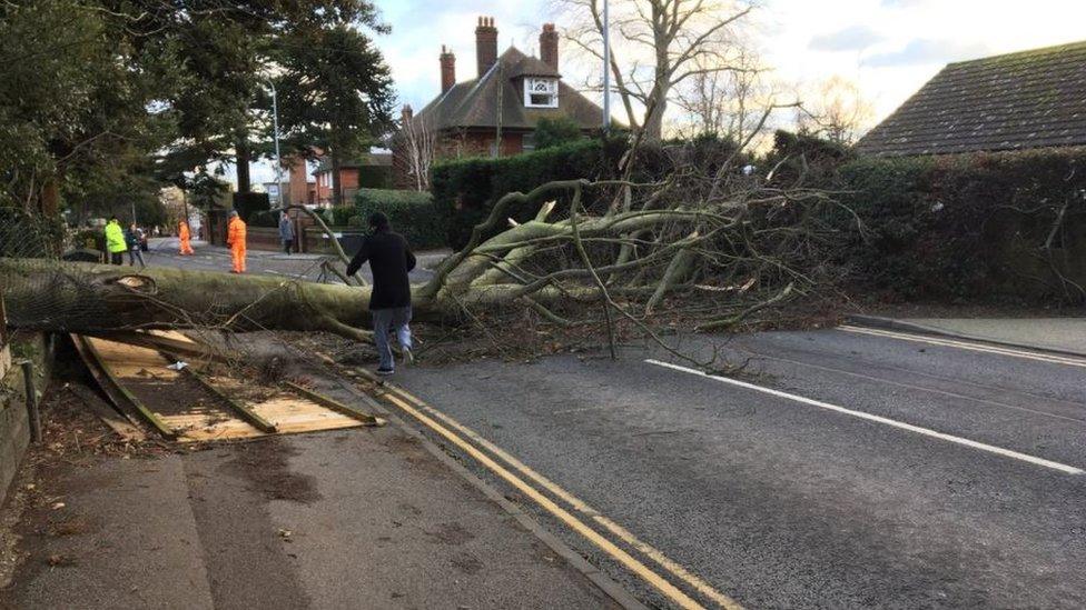 Tree in Belstead Road, Ipswich