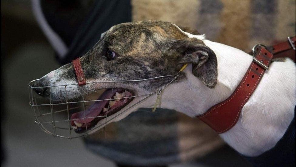 A greyhound in New South Wales