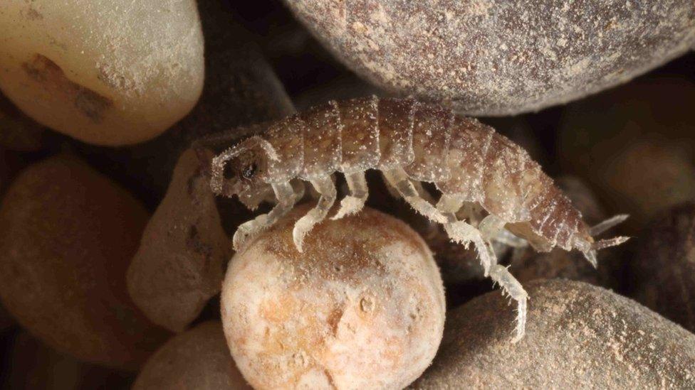 Coastal woodlouse Stenophiloscia glarearum at Ringstead Bay beach