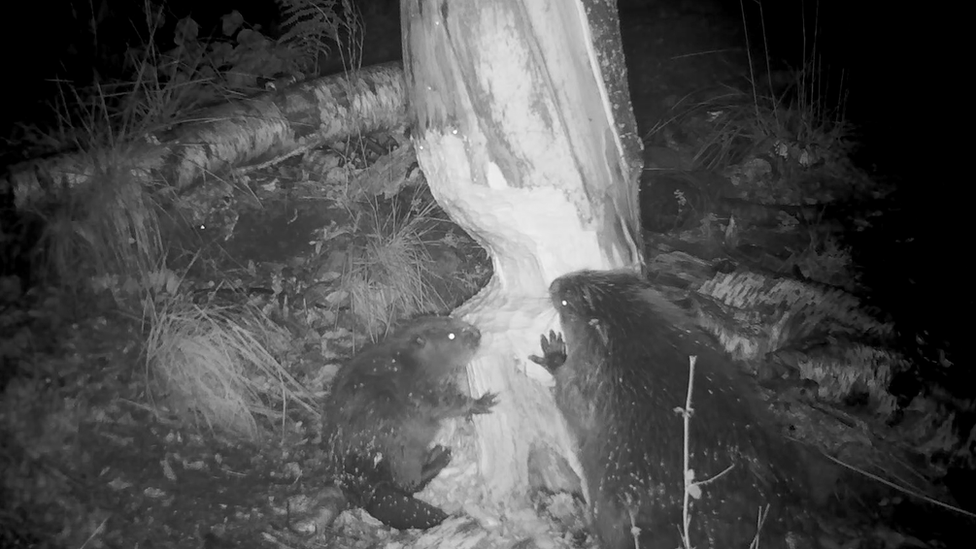 night time photo of Beavers gnawing at a tree