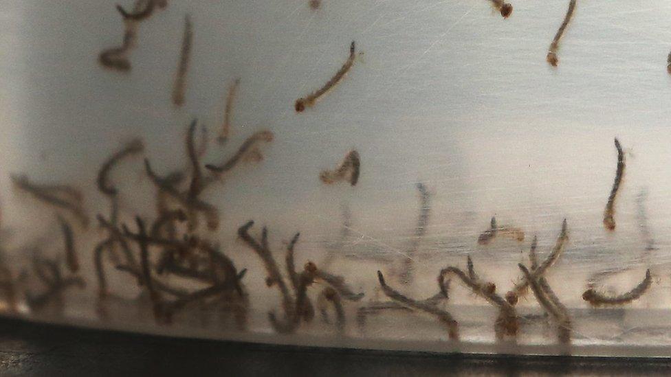 Mosquito larvae