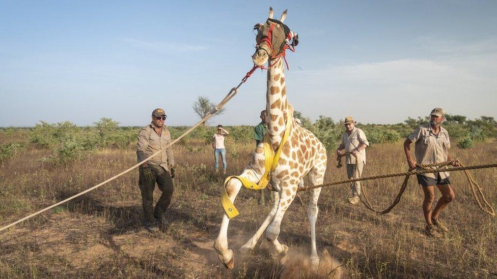 A giraffe is restrained before it is re-introduced to the Gadabedji Biosphere Reserve in Niger.