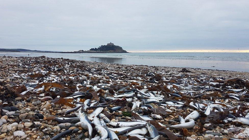 Fish on beach