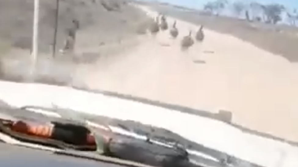 A video still shows emus running away from the car