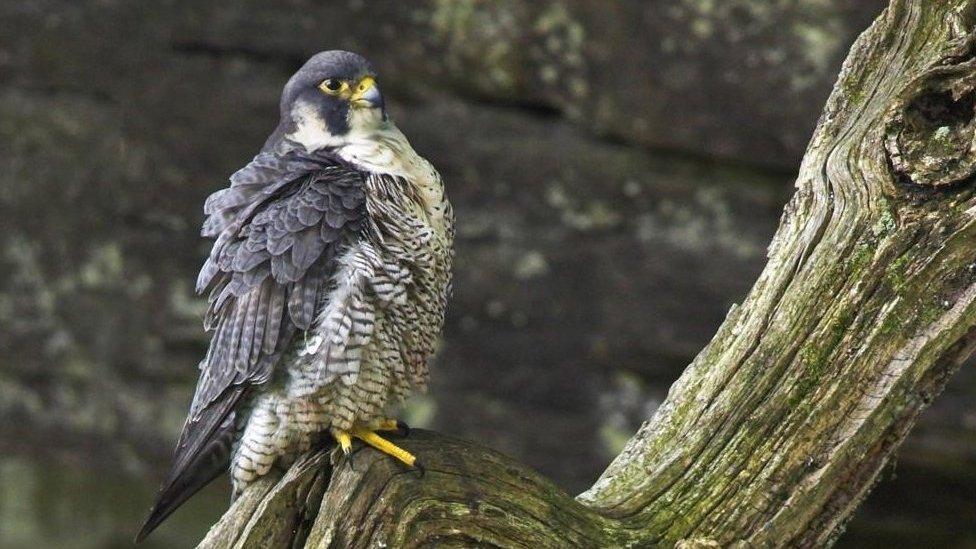 Peregrine falcon