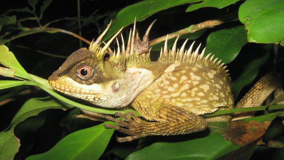 A new species of lizard called the 'acanthosaura phuketensis', discovered in Phuket, Thailand