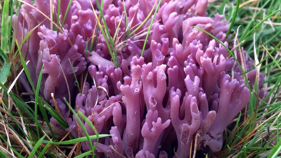 Violet coral