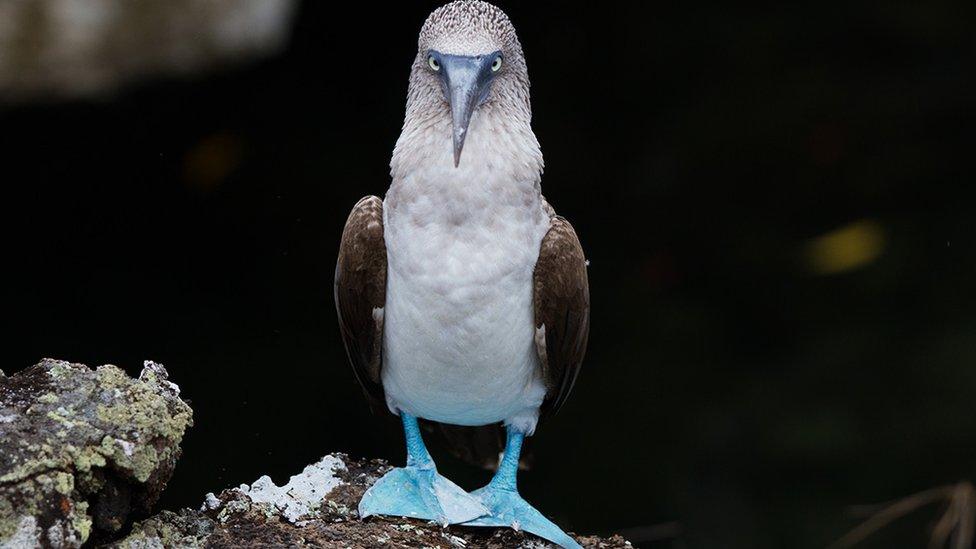 Blue-footed booby