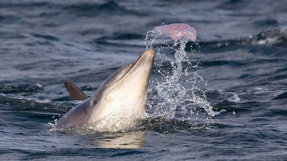 Bottlenose dolphin and jellyfish