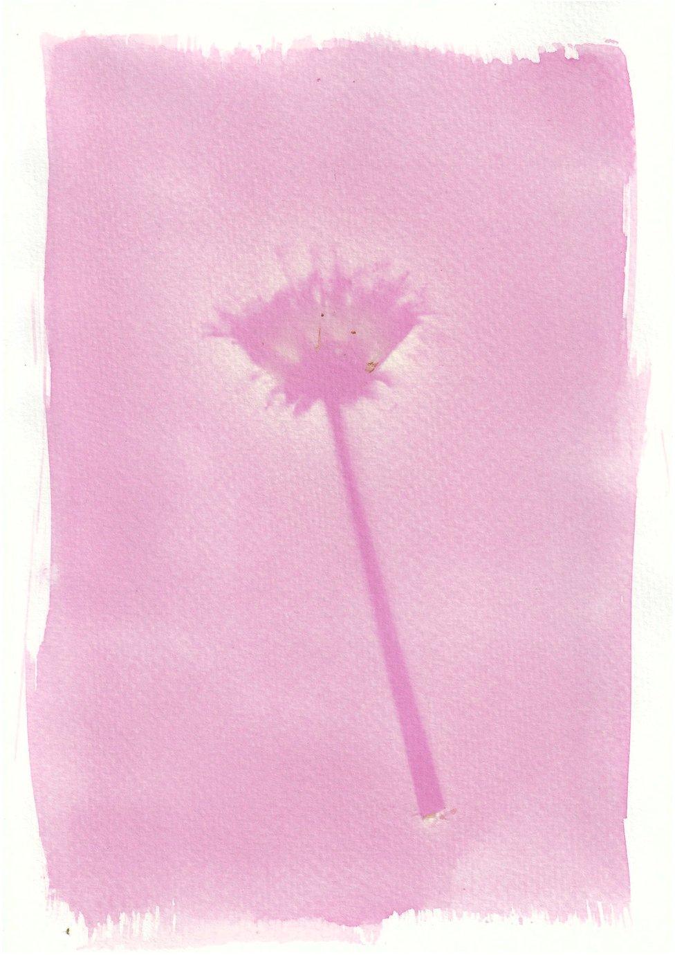 An anthotype print of a purple dandelion