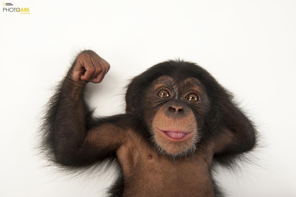 A three-month-old baby chimpanzee (Pan troglodytes) Lowry Park Zoo, Tampa, Florida