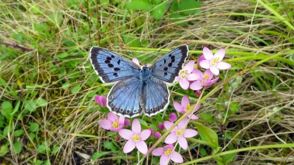 Large blue butterfly