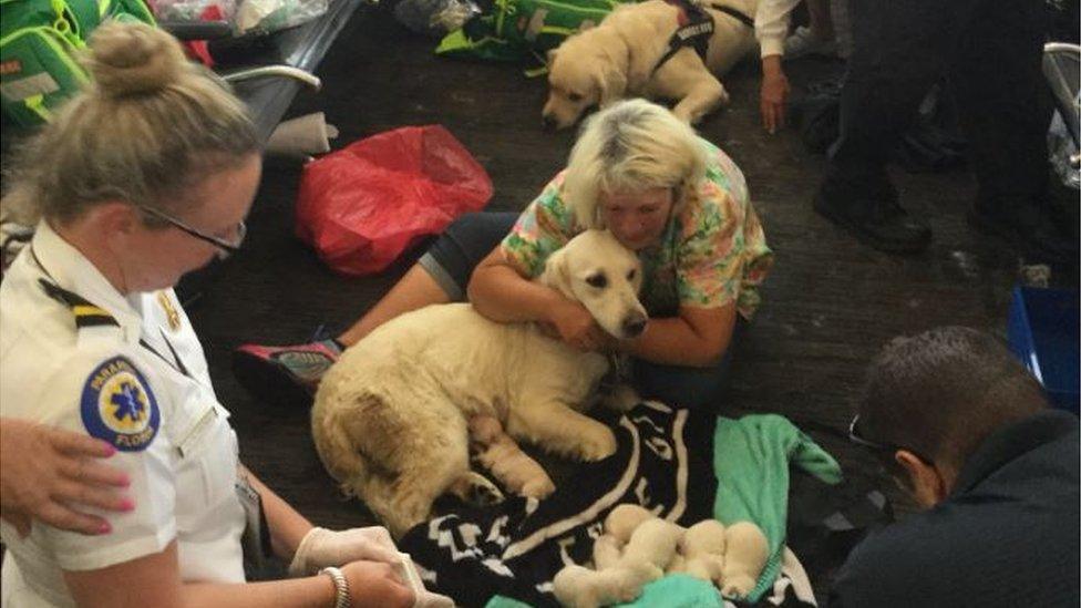 Owner hugs service dog while puppies rest