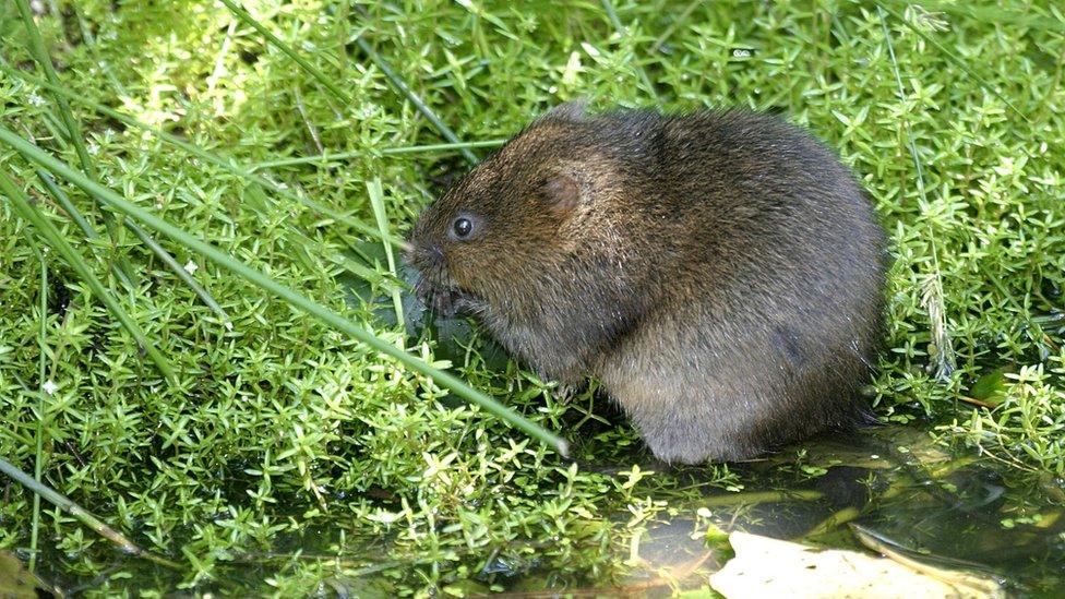 A water vole at Bay Meadows