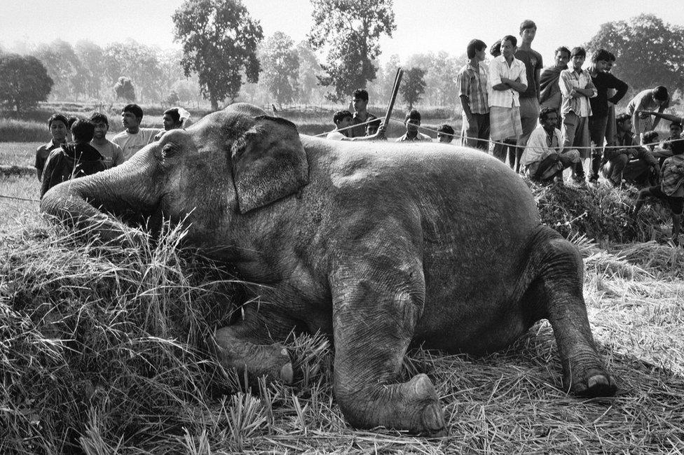 Elephant dead due to electrocution