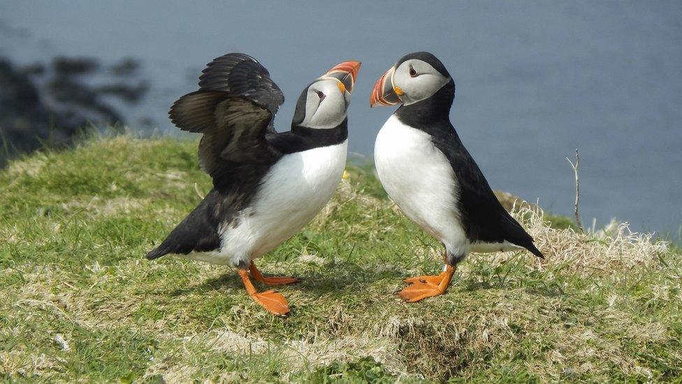 Puffins