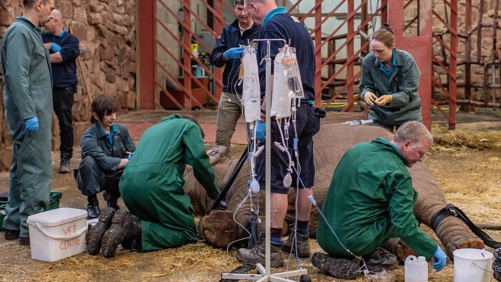 Elephant calf receiving treatment for EEHV