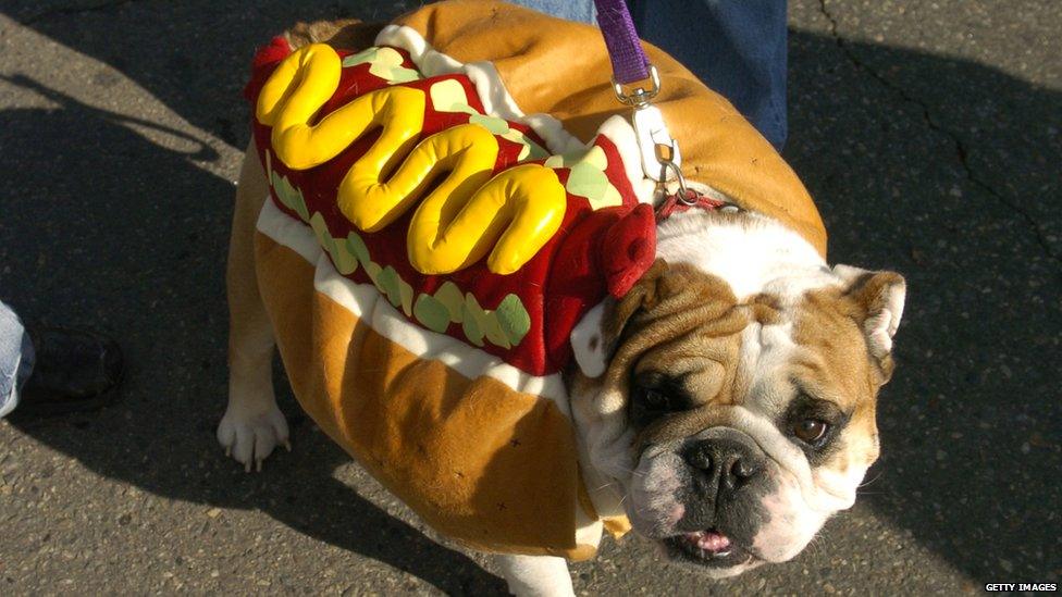 Dog dressed as hot dog