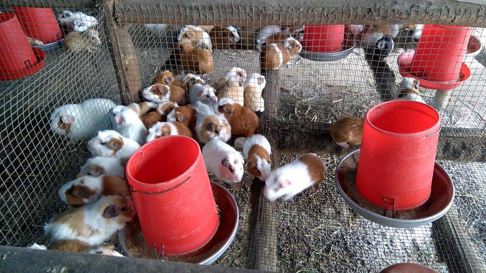 guinea pig farm