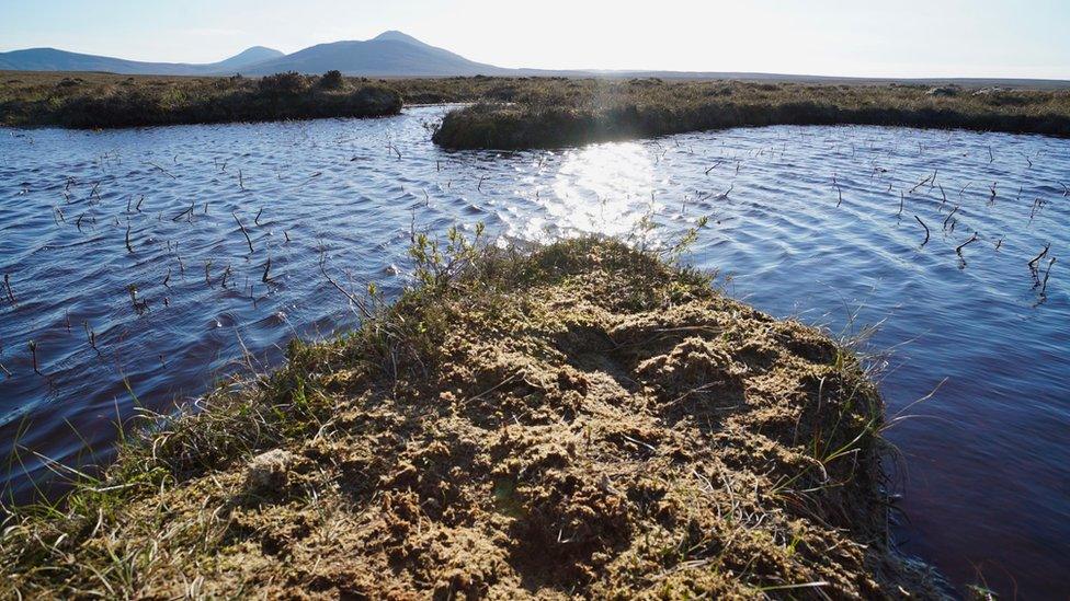 flow country bog