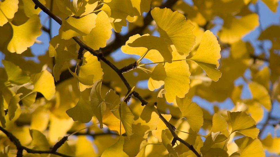 ginkgo-leaves.