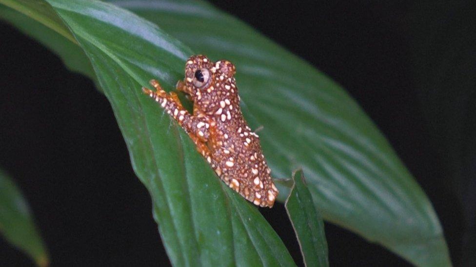 Wallace's-flying-frogs.