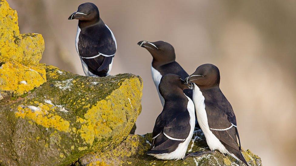 Razorbills on a cliff face