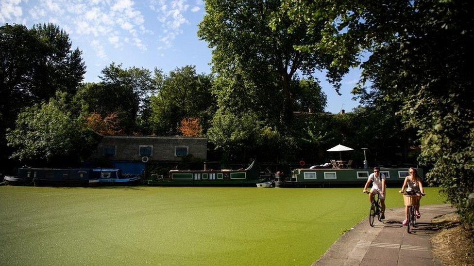 Duckweed on Regent's Canal