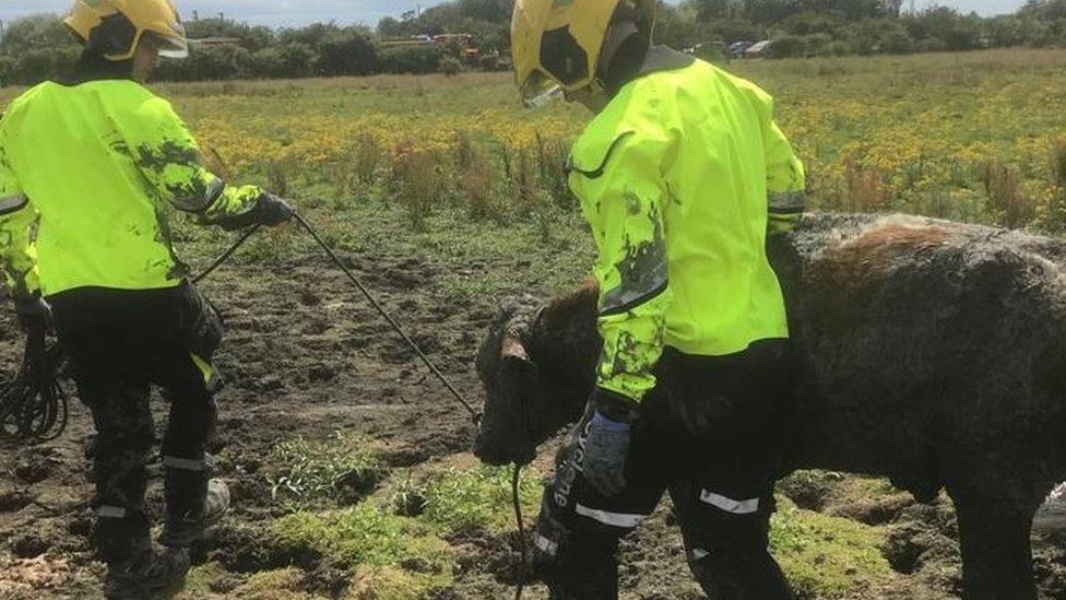 Calf is led by two firefighters