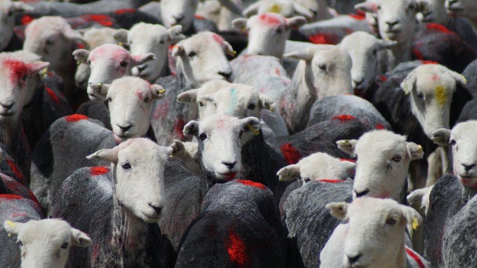 A group of sheep after being sheared