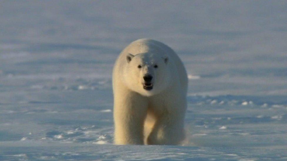 Polar Bear