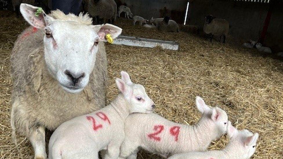 An ewe with three lambs