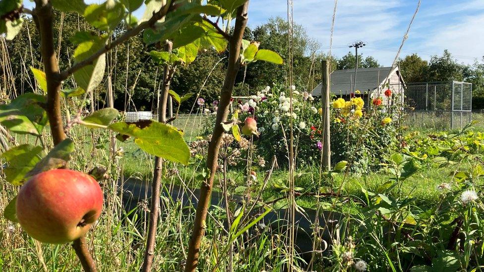 Stonham allotments