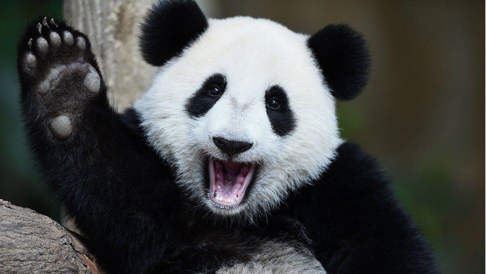 Pandas back from the brink