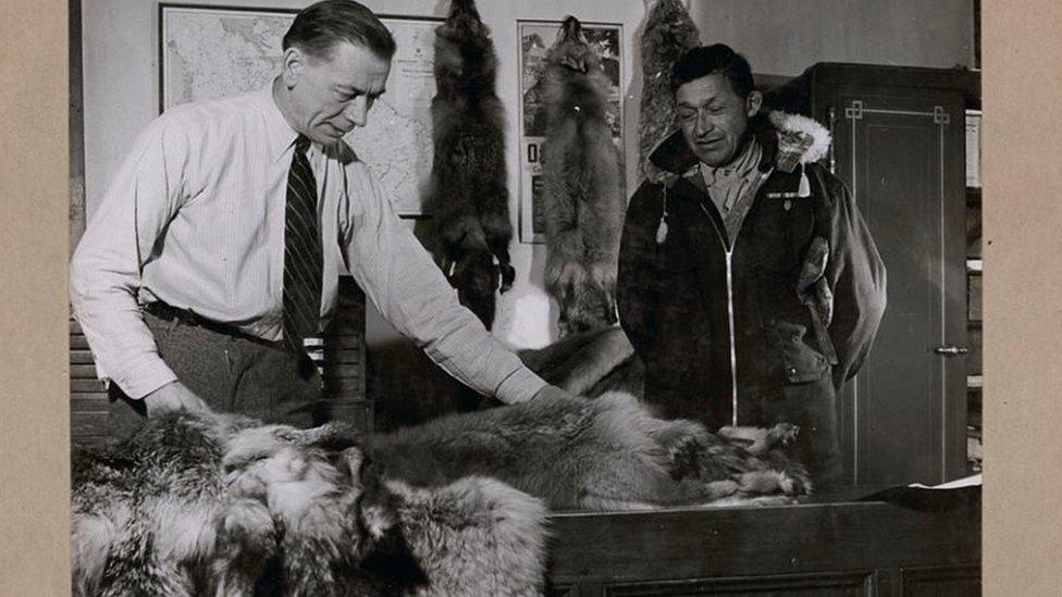 Cree veteran, James Sutherland, bringing furs to the Hudson's Bay Company post manager, Ron Duncan in Moose Factory Island, Ontario, January 1946