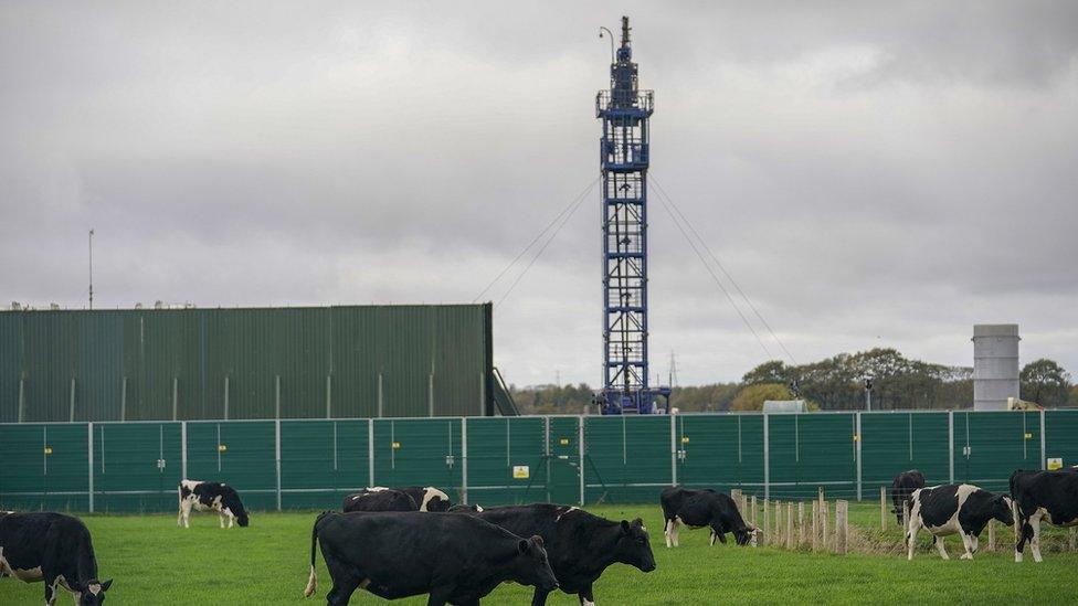 Cattle graze next to the Preston New Road drill site