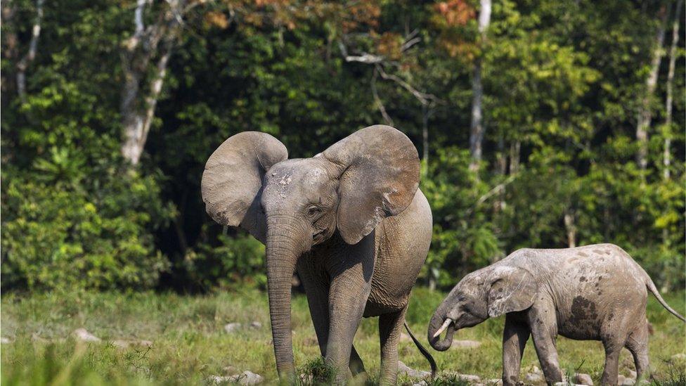 African Forest Elephant