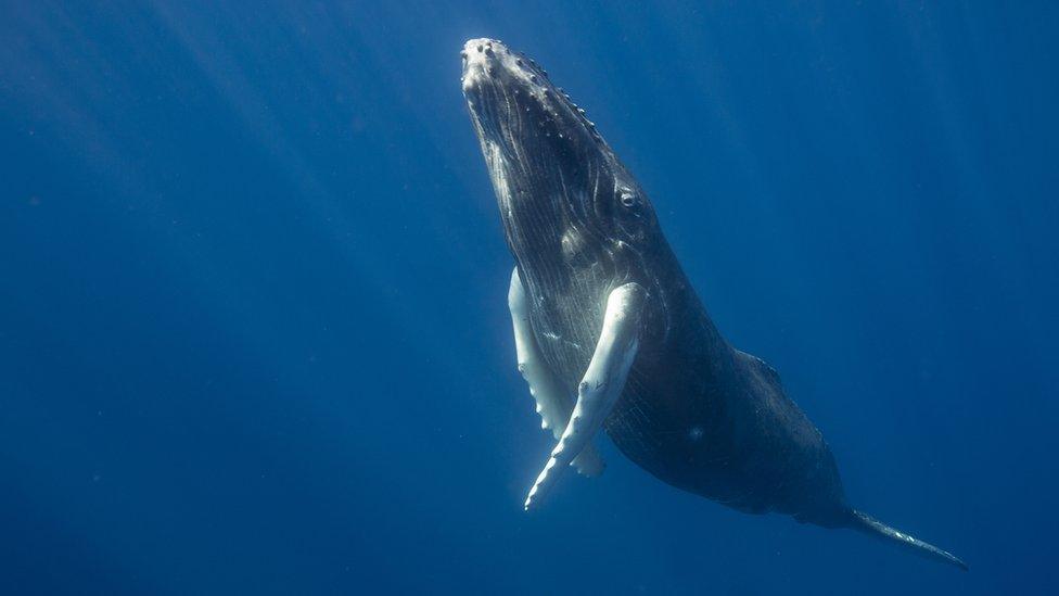 Humpback-whales.