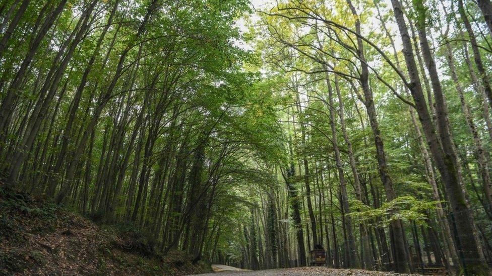 Belgrad forest