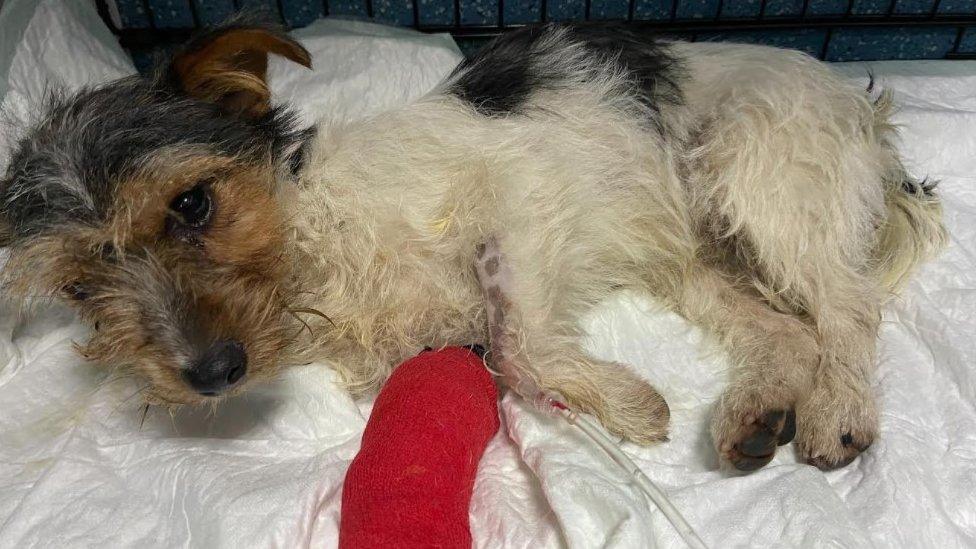 Jack Russell Terrier found abandoned