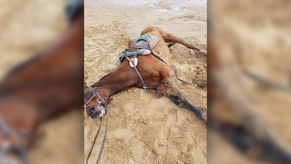 Horse stuck in sand