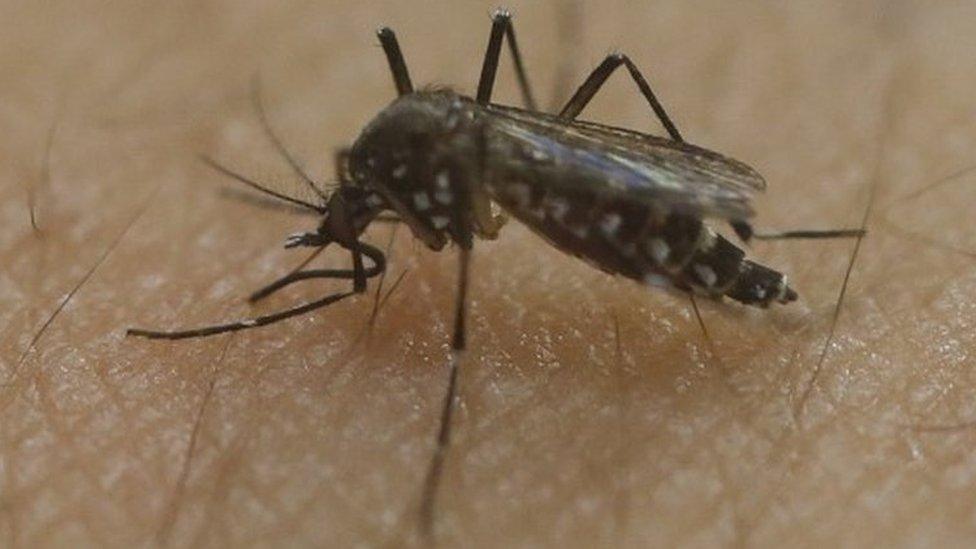 A female Aedes aegypti mosquito