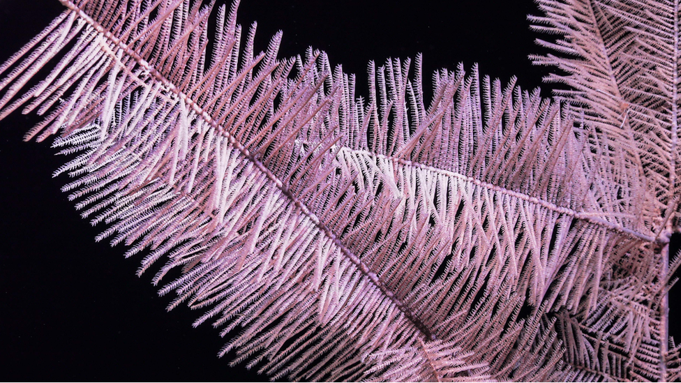 Coral underwater.