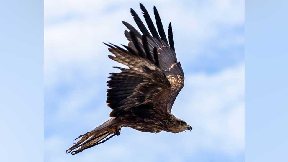 Golden eagle