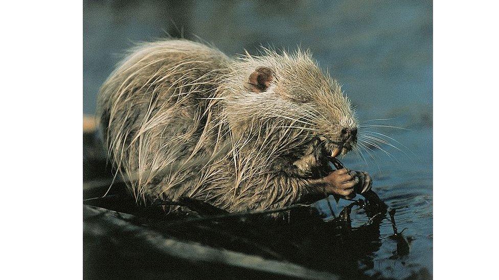 Swamp beaver on water