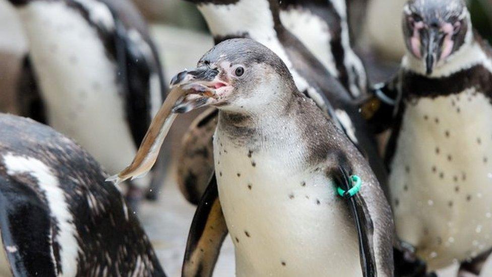 Humboldt penguins at the Hagenbeck Tierpark zoo in Hamburg, northern Germany, on May 3, 2016.